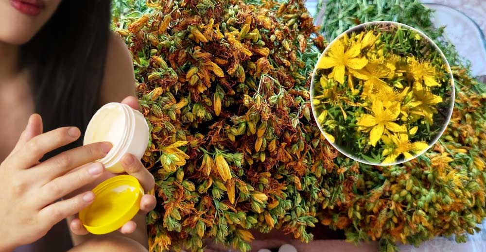 Alifie de SUNĂTOARE - Rețeta de la VATICAN pentru MULTE afecțiuni