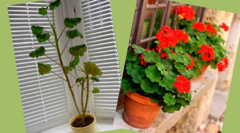 Iată secretul pentru creșterea unor mușcate compacte și bogate