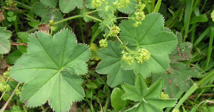 Crețișoara - planta pe care toate femeile ar trebui să o aibă în casă