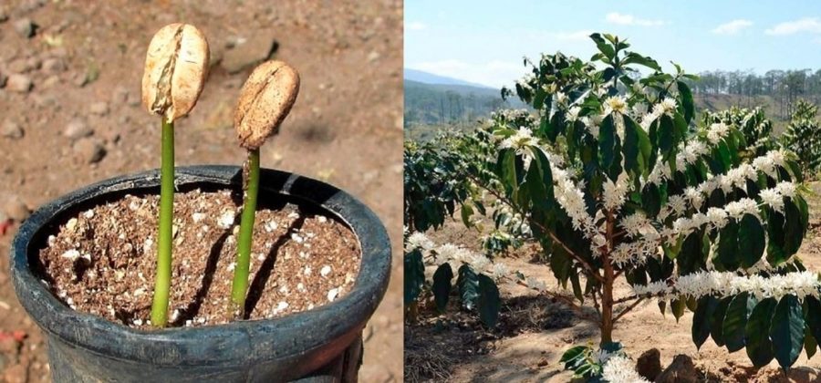 Arborele de cafea - Iată cum se cultivă acest arbore în casă