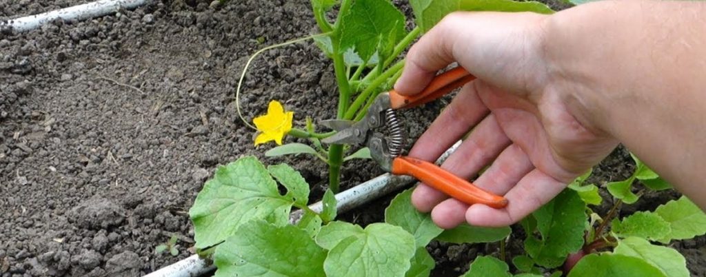 Cultivarea castraveților - Iată cum să obțineți o recoltă mai bogată