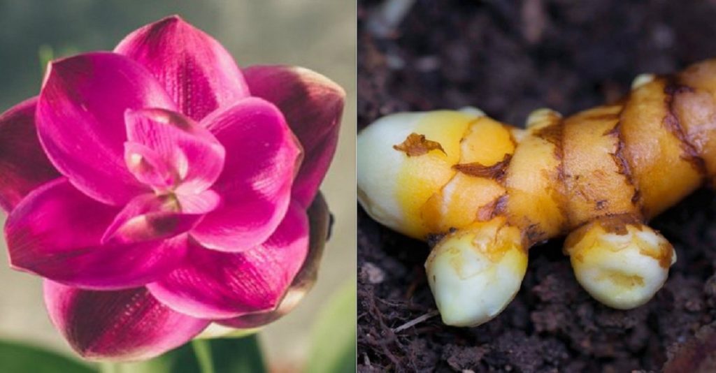 Așa se cultivă curcumaua în interior - Nu necesită prea multă îngrijire și este foarte frumoasă