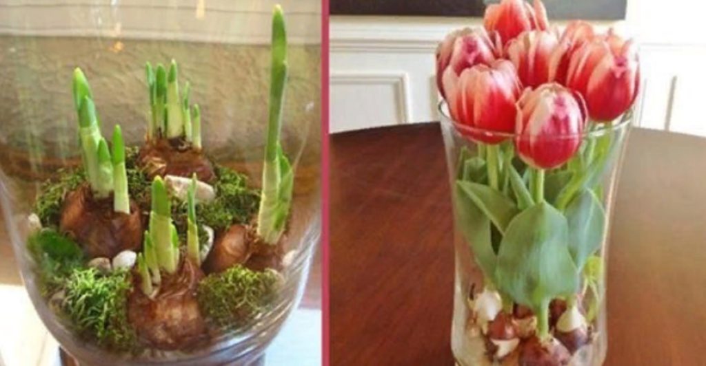 Cultivarea narciselor și a lalelelor - O metodă unică de cultivare