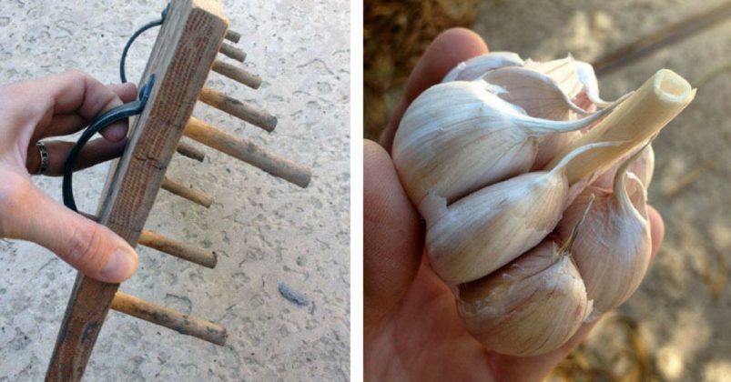 Așa se cultivă usturoiul dacă vrei o recoltă bogată - Iată cele mai importante aspecte