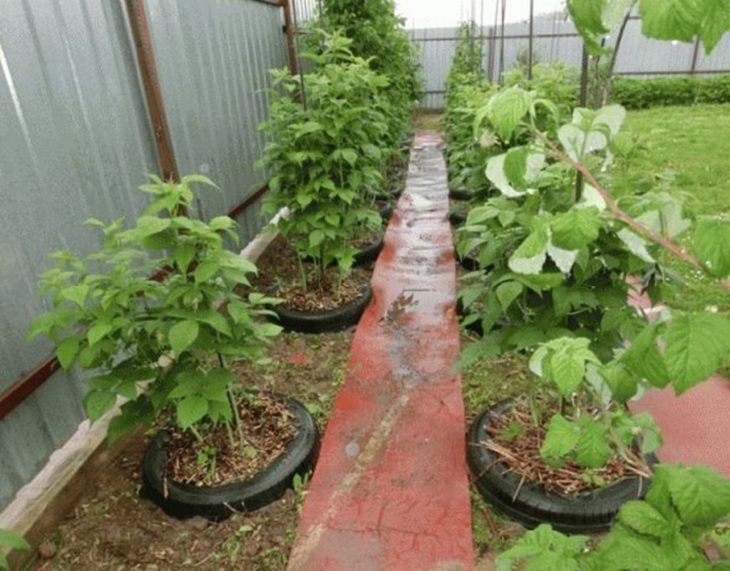 Cultivarea zmeurului - Cea mai simplă metodă. Iată cum se face