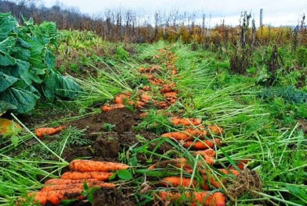 Cultivarea morcovului - Secretele experților. Iată cum poți obține o recoltă bogată