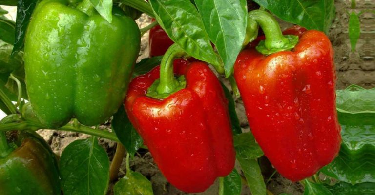 Cu ce trebuie stropiți ardeii în lunile Iulie și August? iată secretul care ne poate oferi o recoltă bogată până toamna târziu