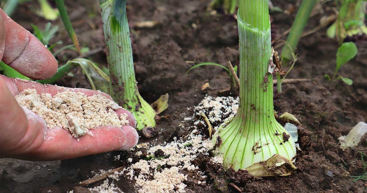 Cum să Aveți o Recoltă BOGATĂ de CEAPĂ  - SFATURI de la Un INGINER