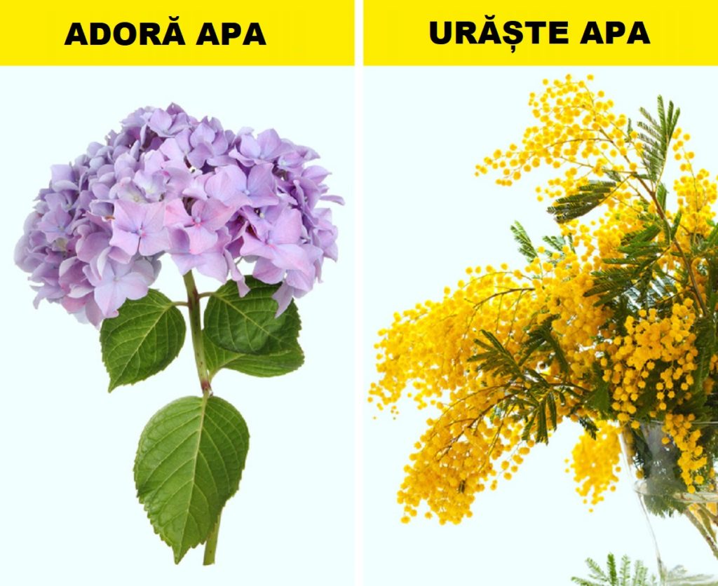 Metodă simplă pentru a aduce florile la viață - Astfel poți reînvia florile din vază