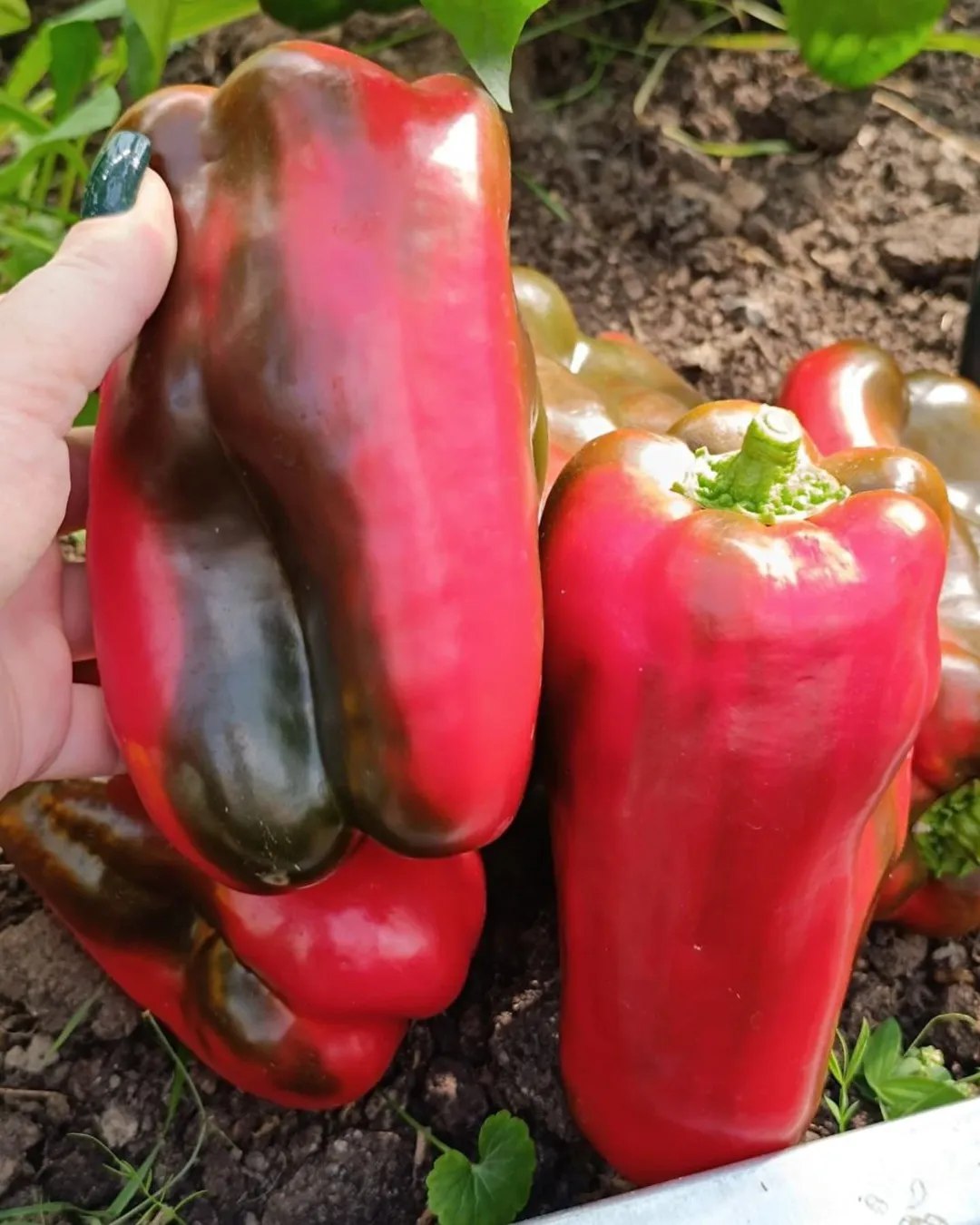 Ține minte aceste sfaturi! În fiecare an mă bucur de o recoltă bogată de ardei – Iată secretele mele pentru cultivarea ardeilor acasă