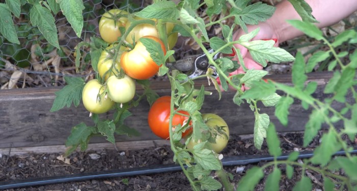 De ce trebuie tăiate frunzele roșiilor? Cum se taie aceste frunze?