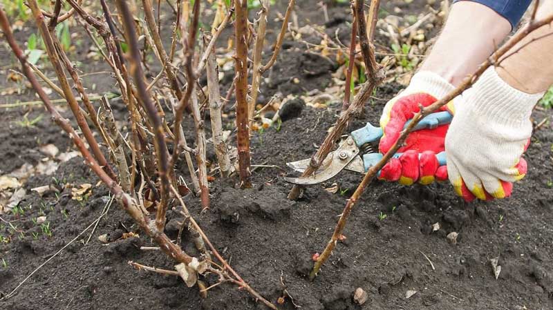 Cum să curățați corect trandafirii primăvara pentru flori deosebite toată vara