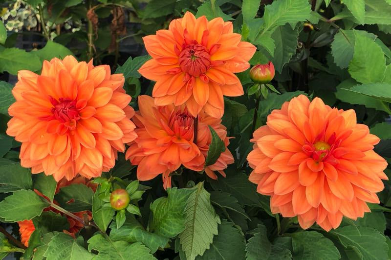 Cum să plantezi tuberculii de dalii pentru a înflori frumos? Respectă aceste recomandări