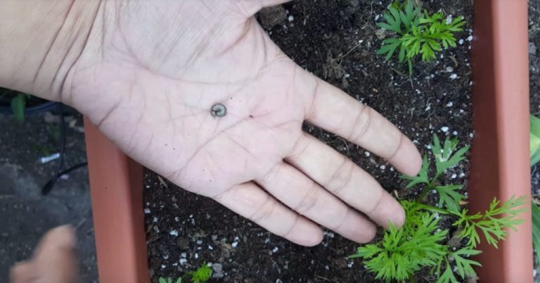 Trucuri pentru a ține dăunătorii la distanță - Ține cont de acestea pentru a-ți proteja grădina