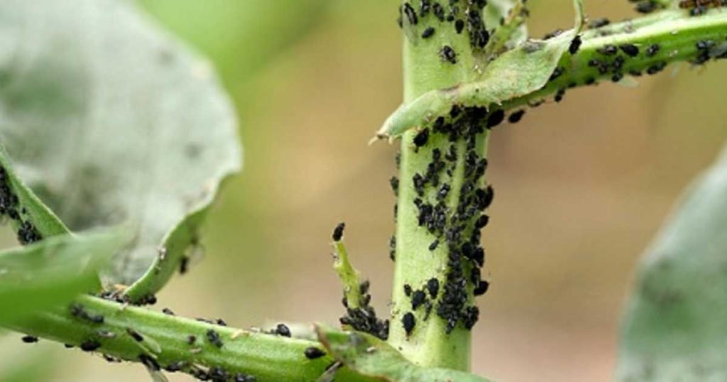 Cum elmiminăm dăunătorii din grădină - Metode eficiente și simple