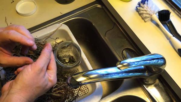 ceai radacina papadie