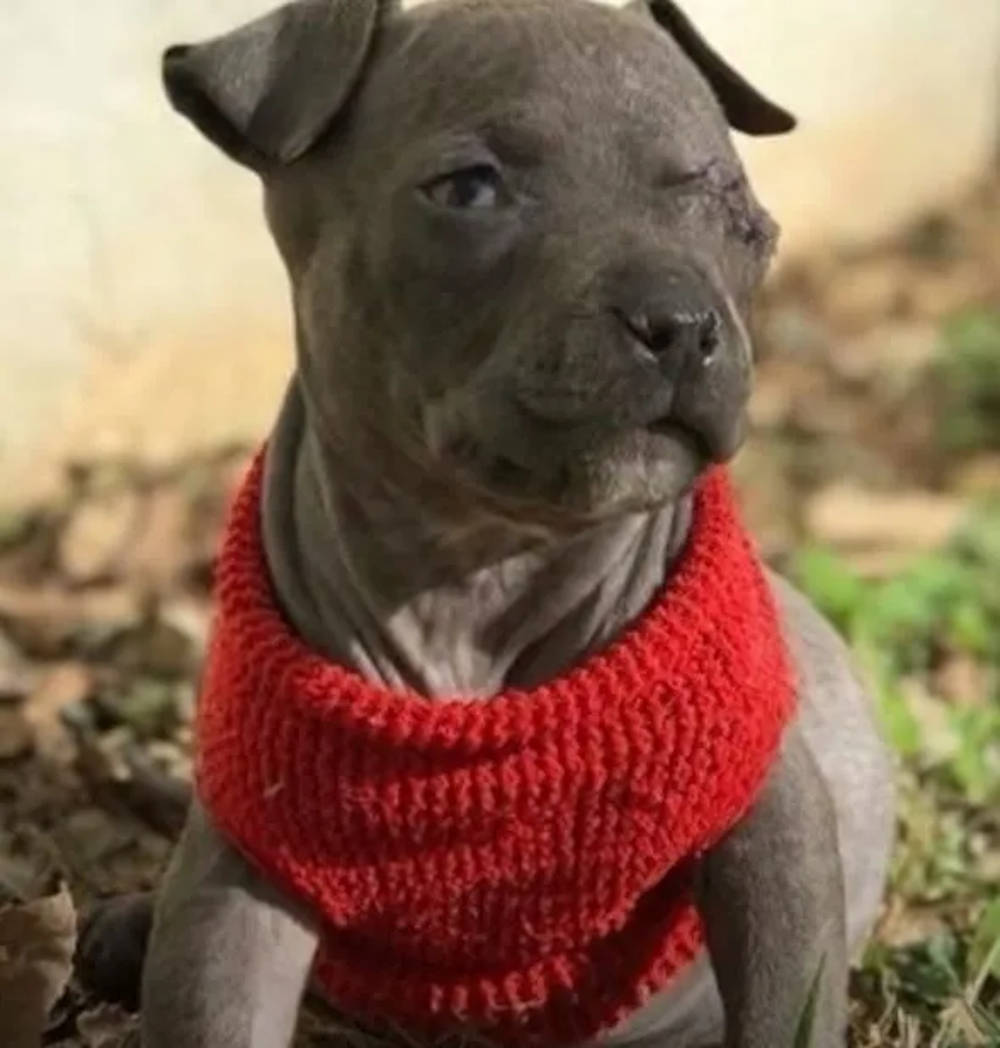 pitbull catel frumos