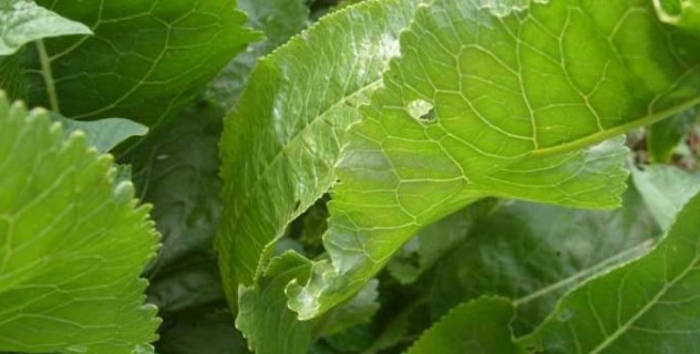 frunze de hrean remediu