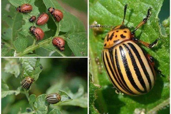 G&acirc;ndacul de Colorado