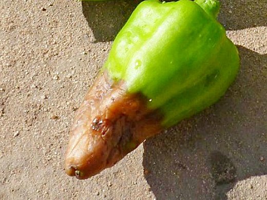 V&acirc;rful fructului afectat de putregai