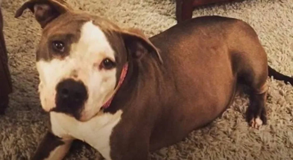 imagine catelusa pitbull