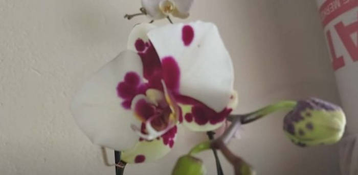 coaja de banana nutrient orhidee