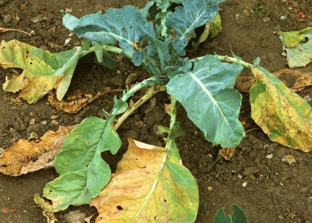 dăunători ai verzei