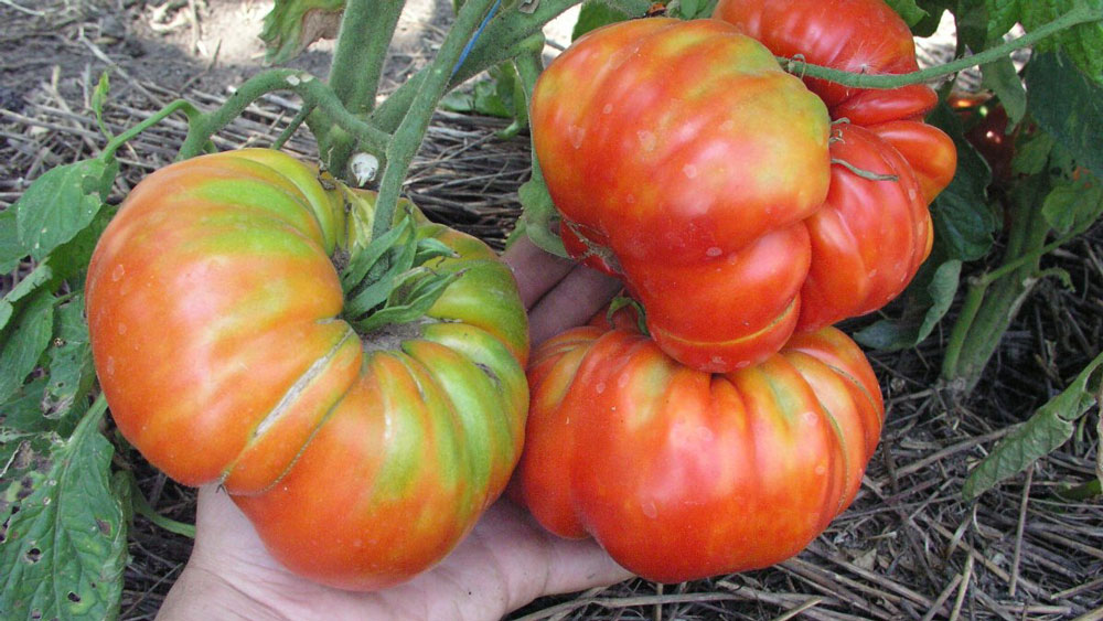 Stropește roșiile cu lapte