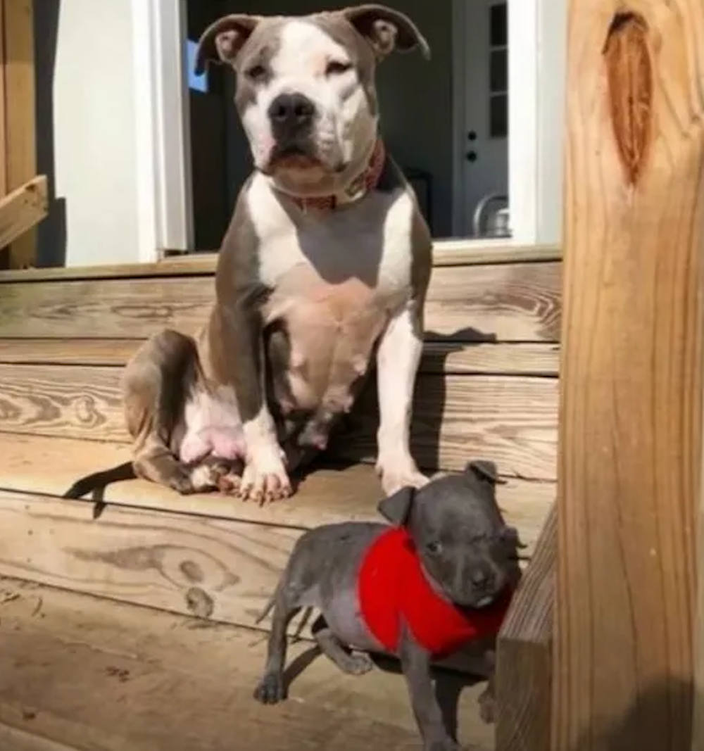 pitbull si catelus