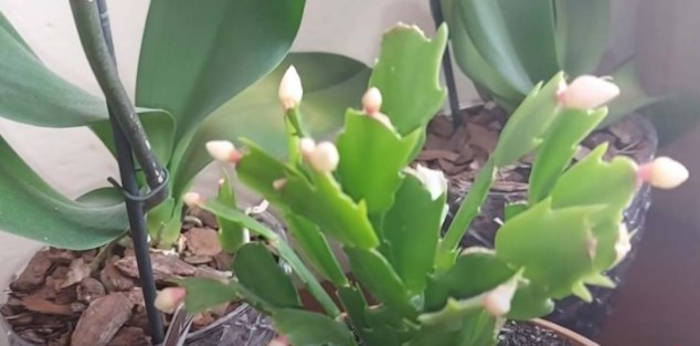 coaja de banana remediu