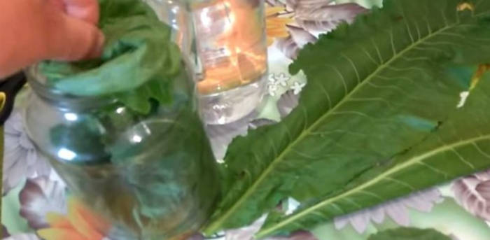 frunze de hrean remediu exces de sare