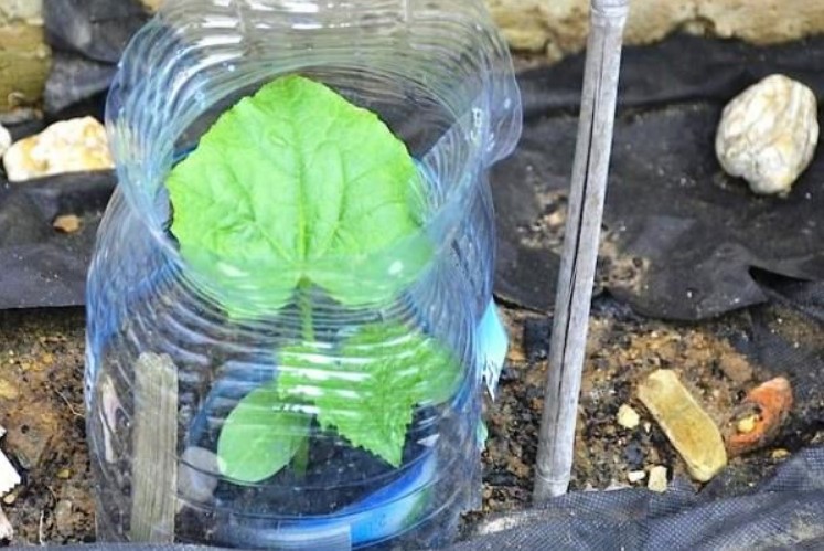 castraveti in sticle