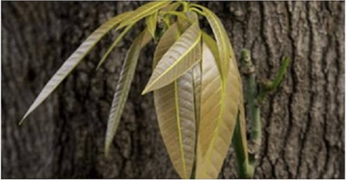 Acest ceai te poate ajuta să ții diabetul sub control. Vezi cum se prepară