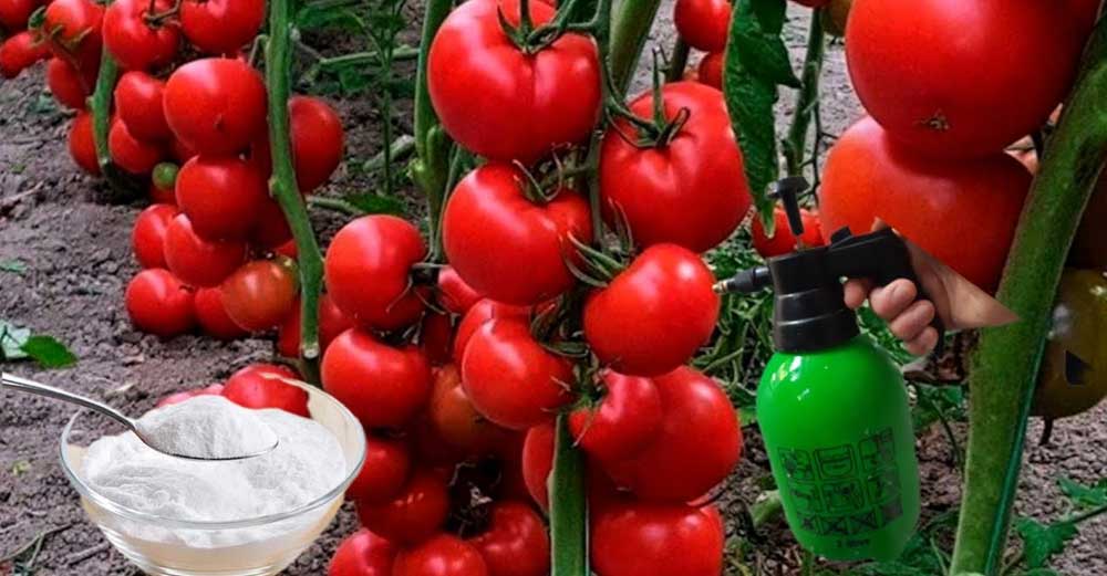 Când să faci prima și ultima fertilizare cu drojdie la roșii?