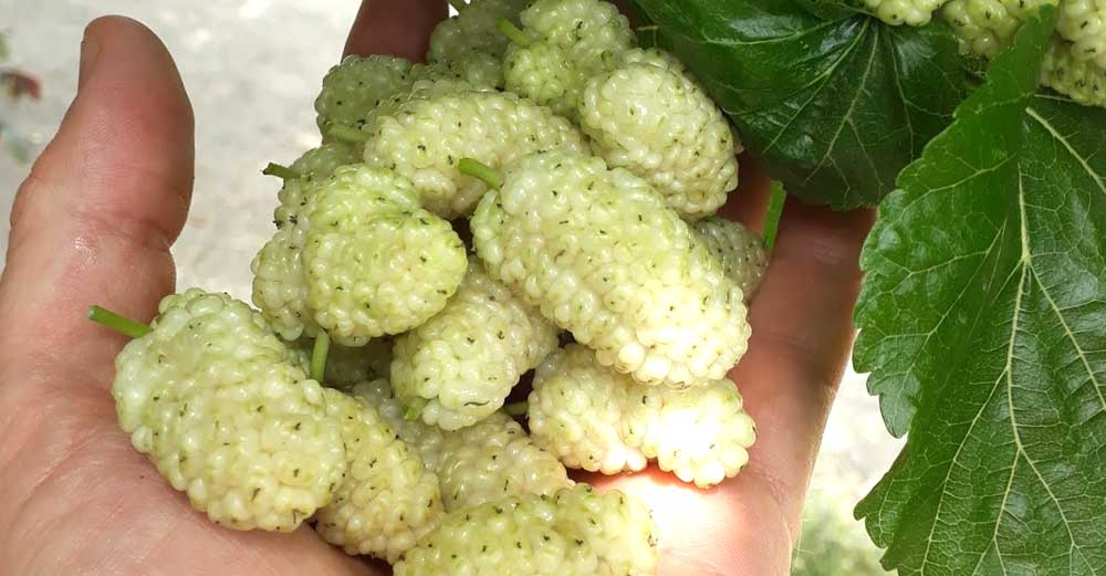 Dudele albe au proprietăți uimitoare -  reglează zahărul din sânge și digestia