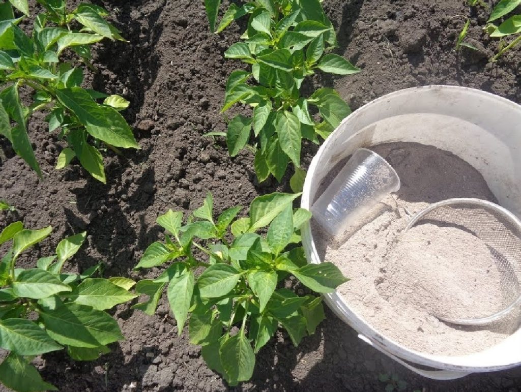 Iată cum se fertilizează ardeiul gras - Proces explicat pas cu pas