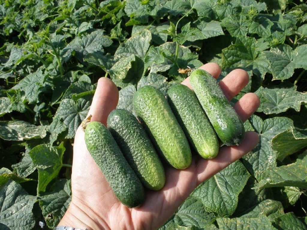 Așa se fertilizează castraveții - Așa vei obține o recoltă bogată și ții castraveții departe de boli