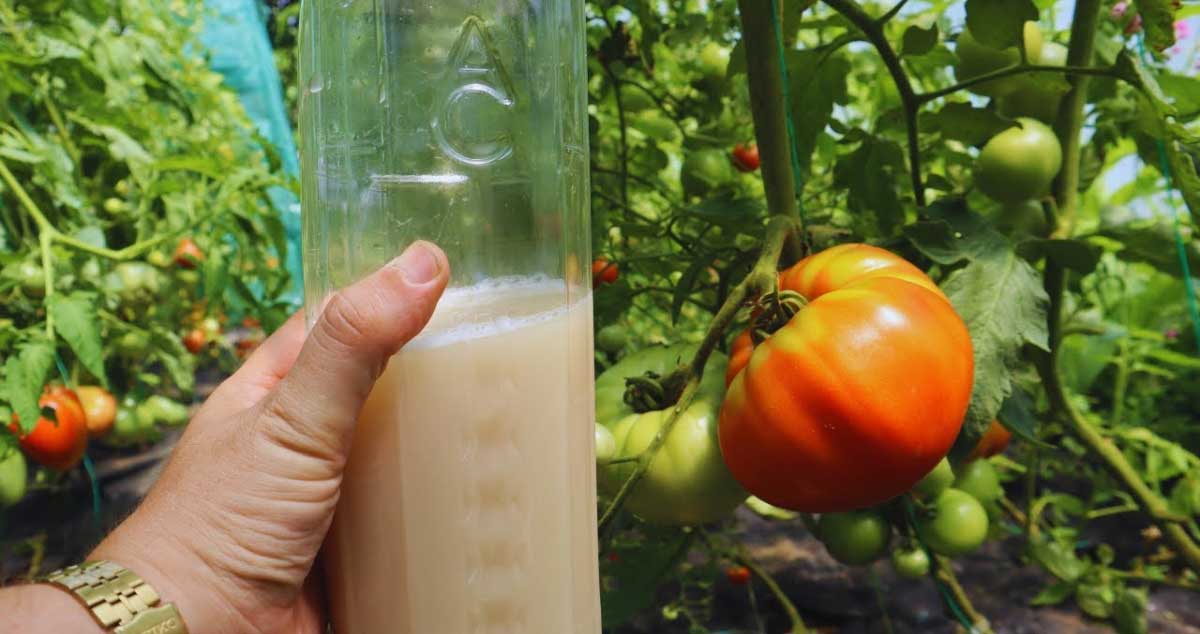 Vrei să obții o RECOLTĂ mai BOGATĂ de roșii și castraveți? Iată ce FERTILIZATOR Folosesc (NATURAL