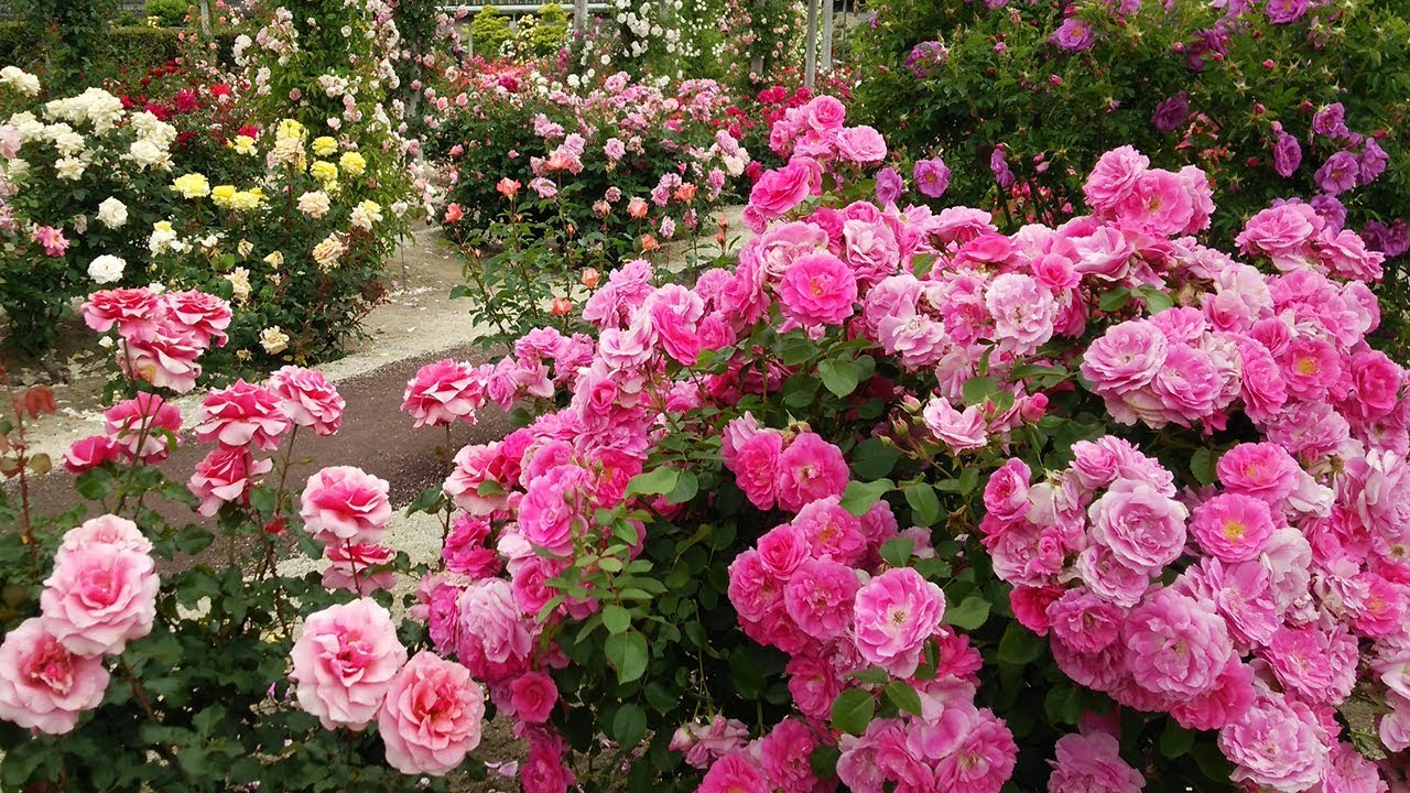 Florile de gradina - trebuie alese si plantate in functie de sezon