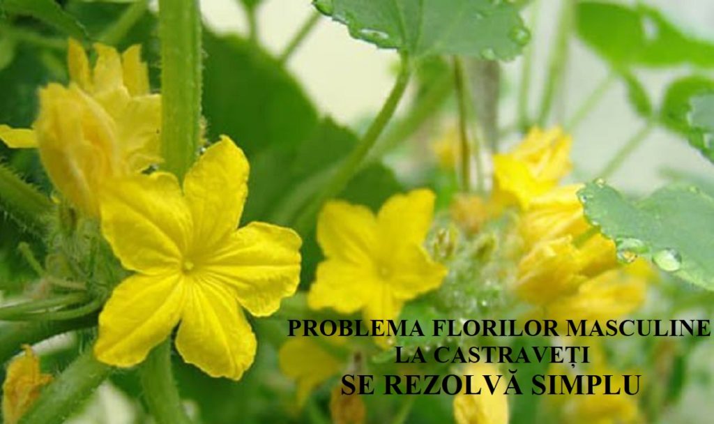 Probleme cu florile goale pe cultura de castraveți? Iată cea mai bună soluție