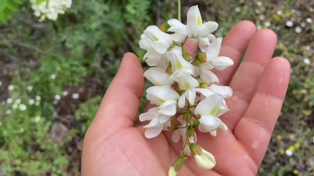 Florile de salcâm - Un medicament natural care face minuni pentru sănătate