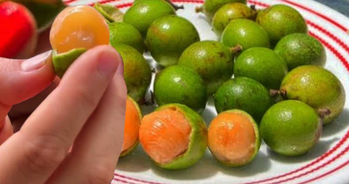 FRUCTUL care TRATEAZĂ INSOMNIA - Are efecte de FOARTE BENEFICE pentru CREIER