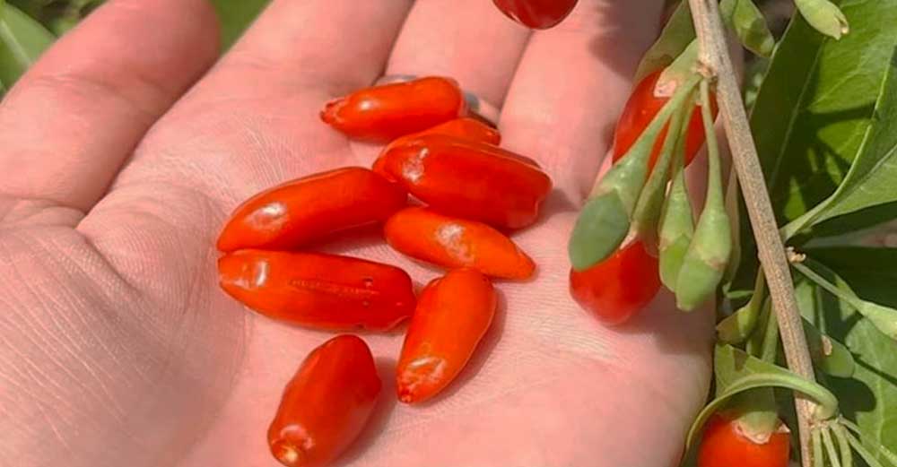 Un fruct care este o adevărată comoară pentru sănătate! Mulți români nu știu cât de sănătos și bun este