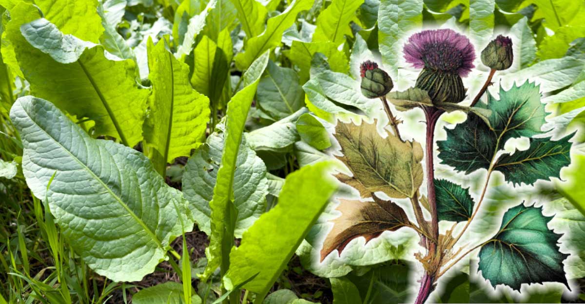 Frunza de BRUSTURE - Cum se folosește pentru discopatie cervicală