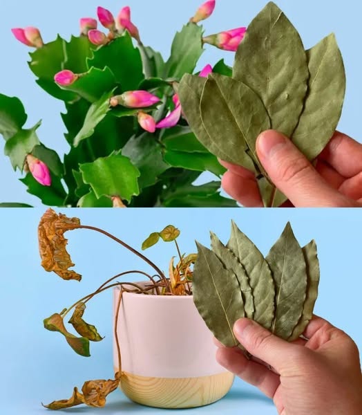 Frunze de dafin pentru plante de interior: fertilizant natural și protector împotriva dăunătorilor