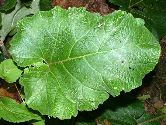 Frunzele de brusture - Cel mai eficient remediu natural pentru spondiloza cervicala