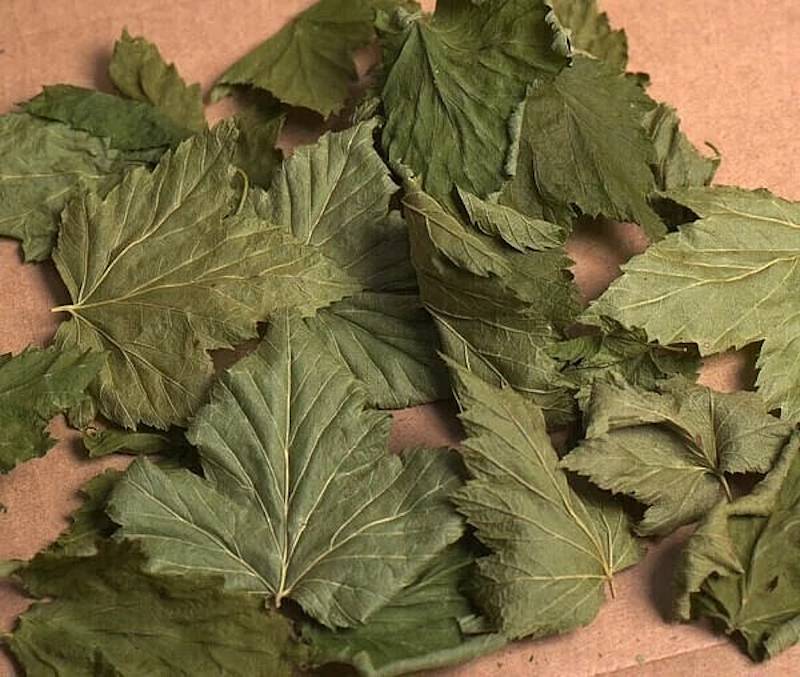 Frunzele de coacăz - Un medicament excelent pentru rinichi și articulații!