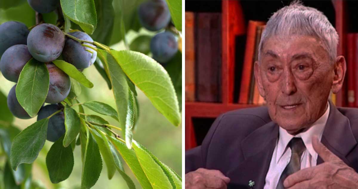 Frunzele de PRUN elimina cheagurile de sange. Vezi REȚETA lui Ovidiu BOJOR