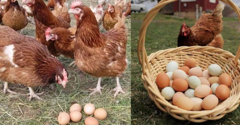 Ce să le dai la găini să mănânce pentru a facemai multe ouă! Drojdia  este ingredientul banal