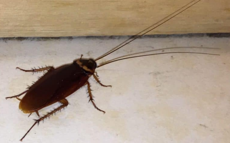 Cum sa scapi de gandacii de bucatarie FARA SUBSANTE TOXICE